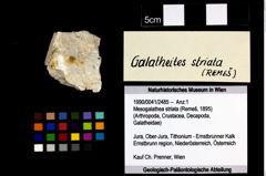 Foto (Objekt + Etikett) von Mesogalathea striata (Remeš, 1895)  (NHMW-GEO-1990-0041-2485)